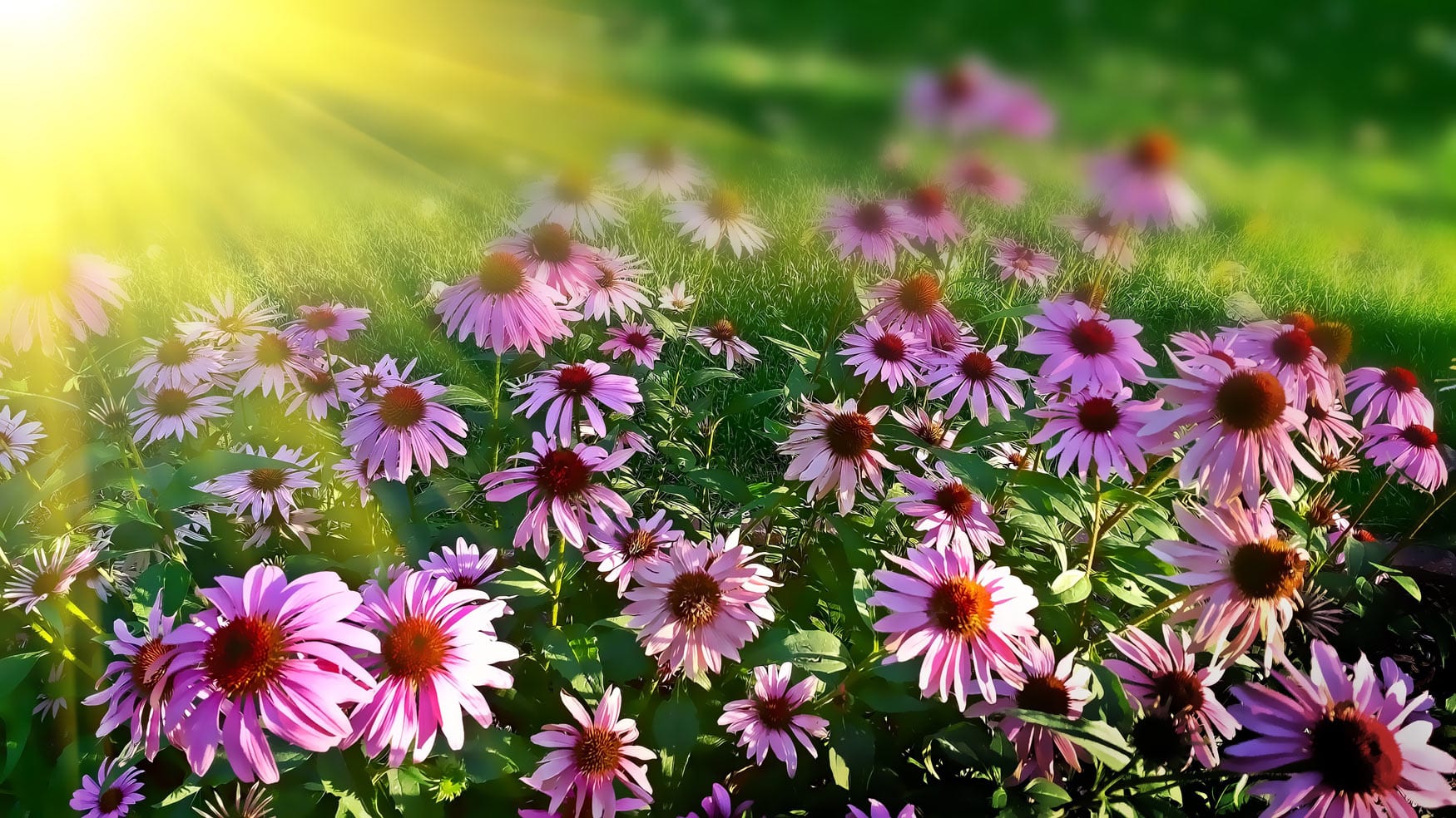 Garden in the sun